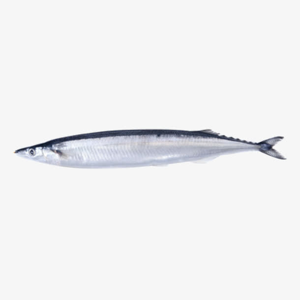 秋刀鱼产品实拍图免抠