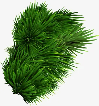 矢量手绘写实松树枝免抠