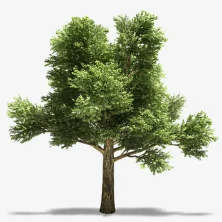 绿色植物免费下载免抠动植物植物元素 绿色植物免费下载免抠动植物植物元素