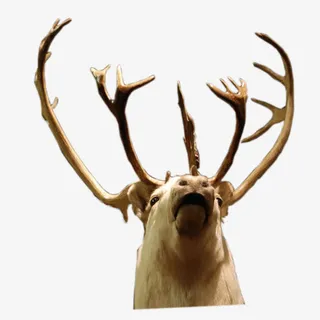 吐着舌头的鹿免抠