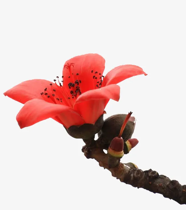 一朵向上盛放的红色木棉花实物带免抠
