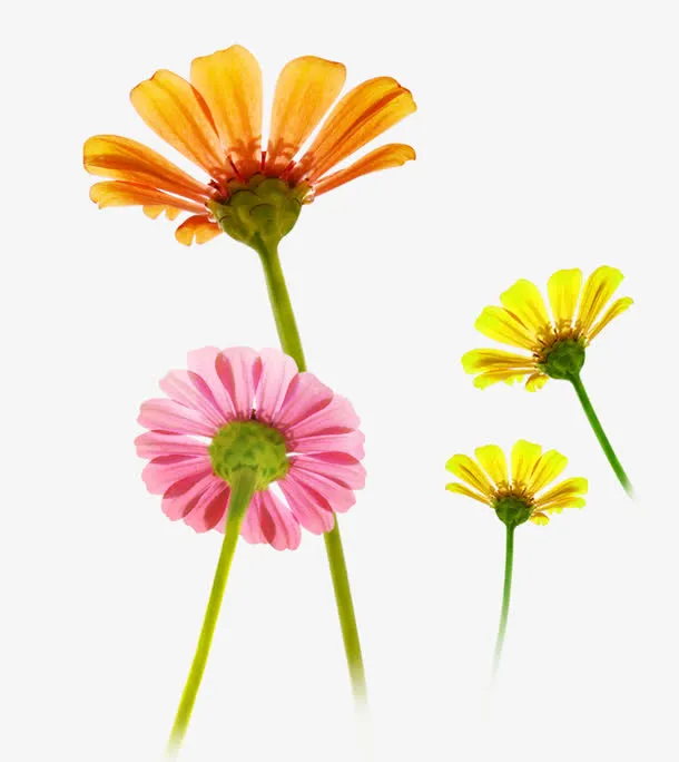 手绘小花免抠