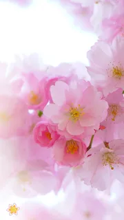 春天赏花季H5粉色鲜花海报背景psd下载高清