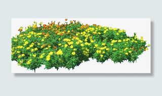 黄色小花植物公园装饰免抠