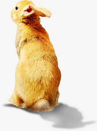 黄色可爱毛绒兔子动物免抠