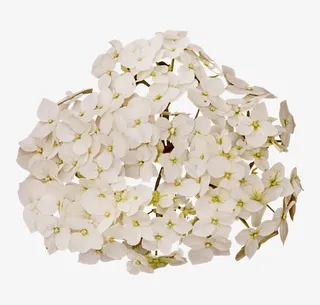 田园风装饰图片免抠