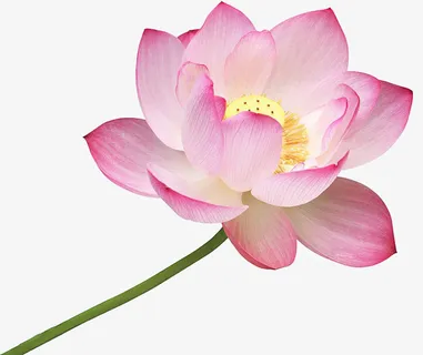 荷花，荷叶，粉色免抠