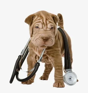 沙皮狗听诊器免抠