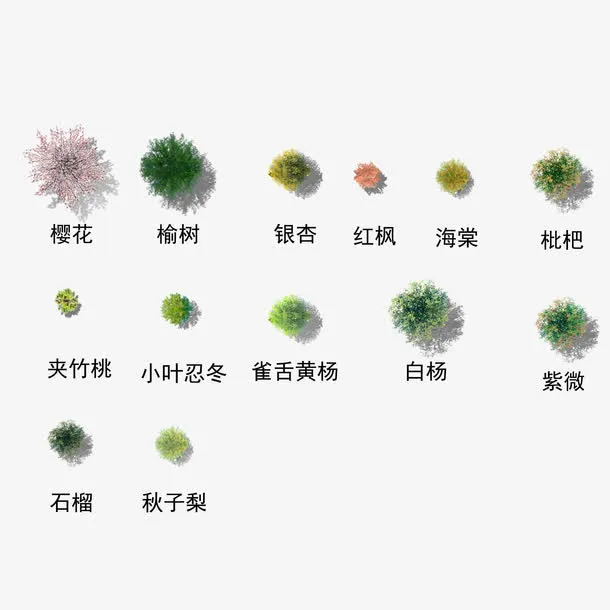 茂盛的乔木树顶免抠