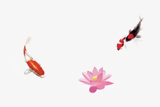 池塘观赏鱼免抠