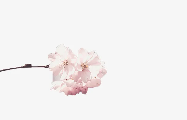 粉色樱花树枝免抠