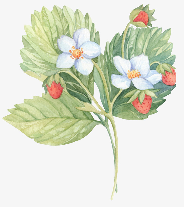 手绘草莓花草花朵果实免抠