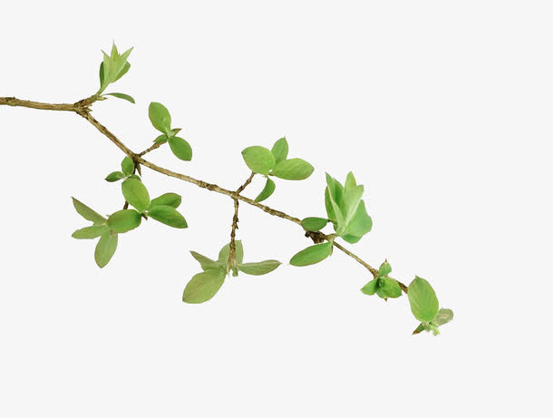 植物的枝条图片素材免抠
