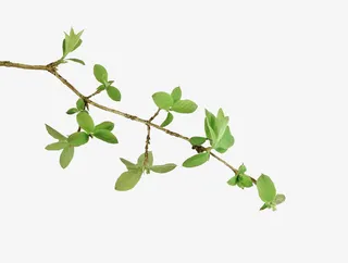 植物的枝条图片素材免抠