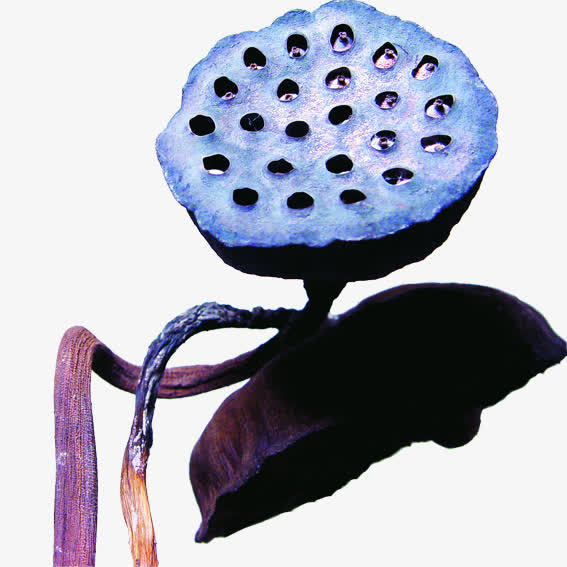 古莲莲子免抠