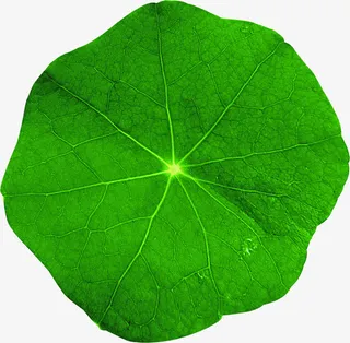 绿色荷叶端午免抠