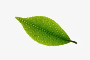 一片绿色的叶子素材免抠