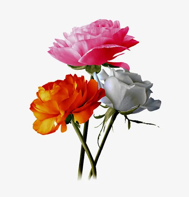 三朵不同颜色的花免抠