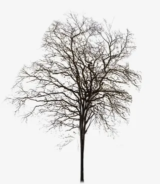 枯树免抠