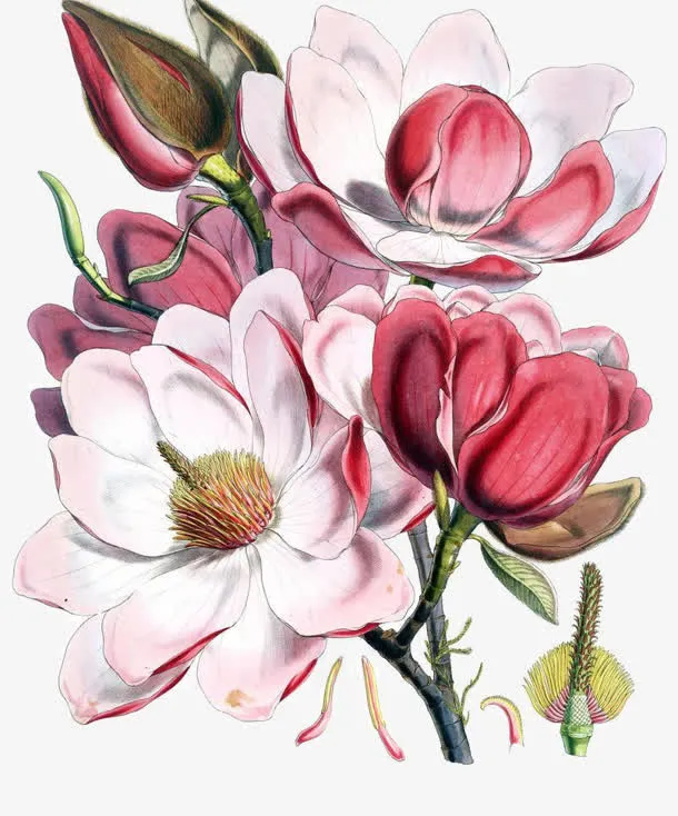手绘花瓣花朵装饰免抠