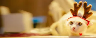 宠物猫温馨背景图高清