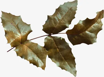 树叶免抠