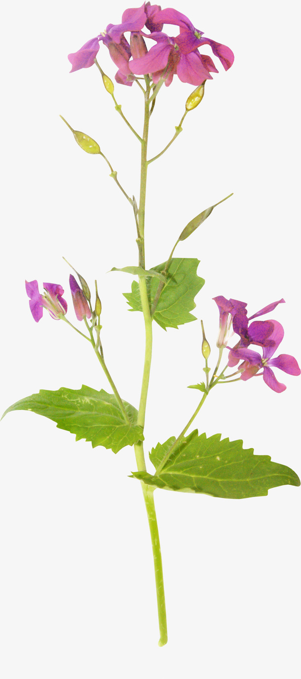 矢量花卉素材花卉图案免抠