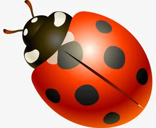 矢量七星瓢虫免抠