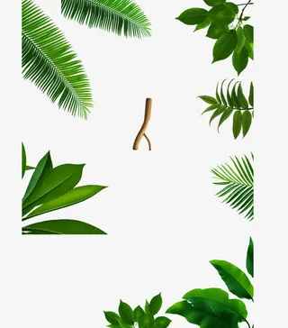 各种树叶免抠
