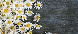 清新小雏菊木板高清