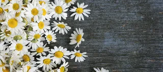 清新小雏菊木板高清