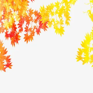 红黄枫叶免抠