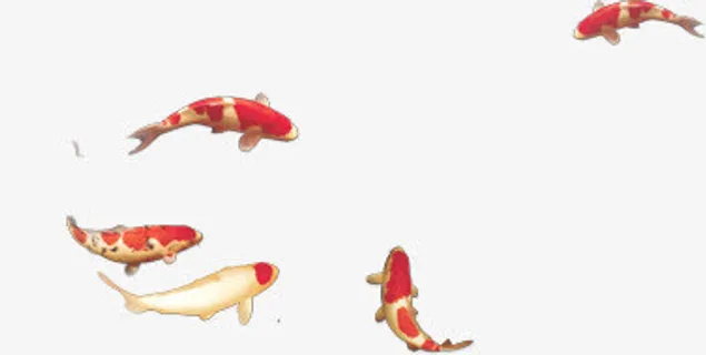 游动的鱼群免抠