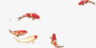 游动的鱼群免抠