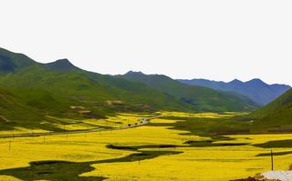 卓尼油菜花美景免抠