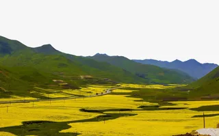 卓尼油菜花美景免抠