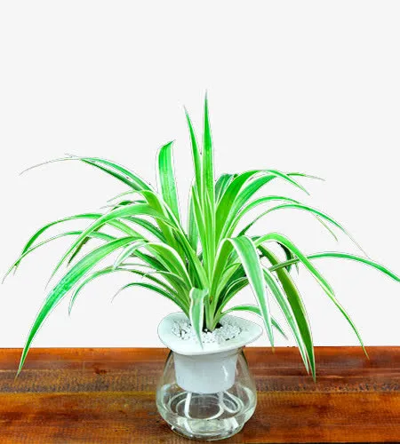 花边吊兰免抠