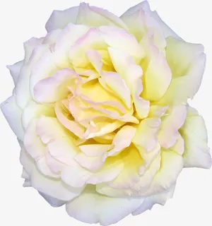 盛开的白色的花朵免抠 盛开的白色的花朵免抠