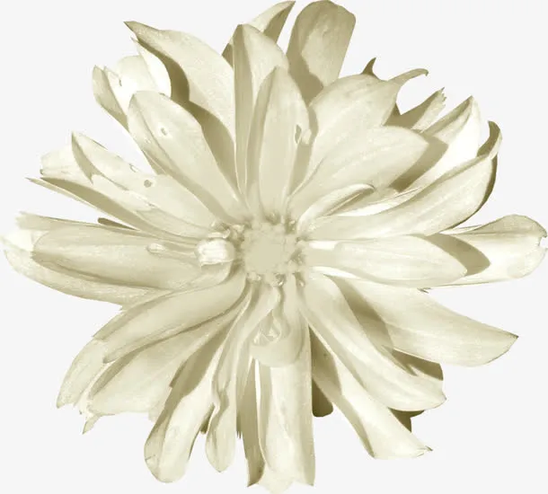 白色菊花免抠