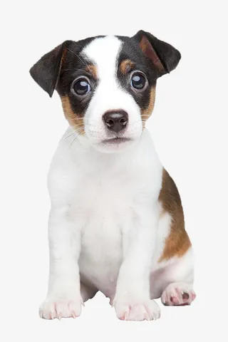 狗狗高清动物免抠