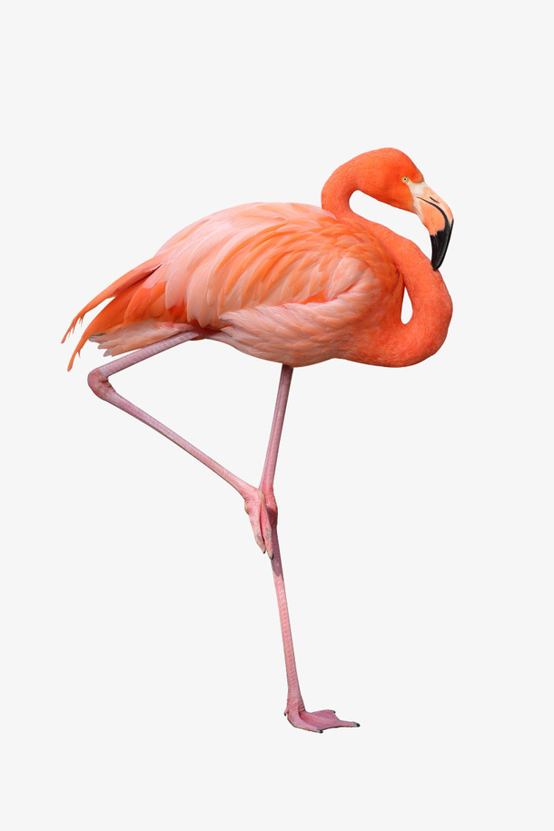火烈鸟PNG动物素材免抠