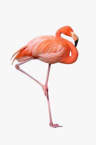 火烈鸟PNG动物素材免抠