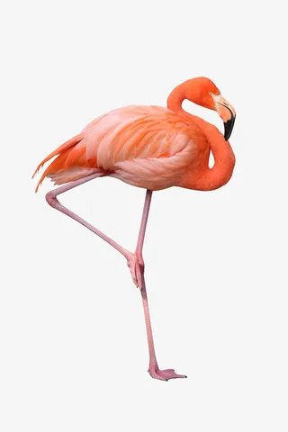 火烈鸟PNG动物素材免抠