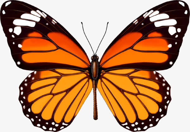 手绘彩蝶浪漫贺卡免抠