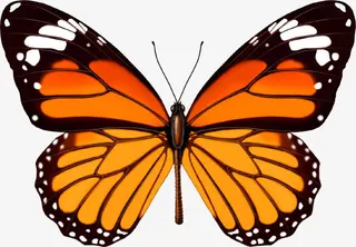 手绘彩蝶浪漫贺卡免抠