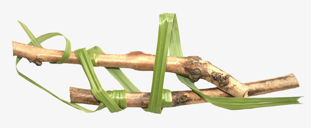 绿叶树枝免抠