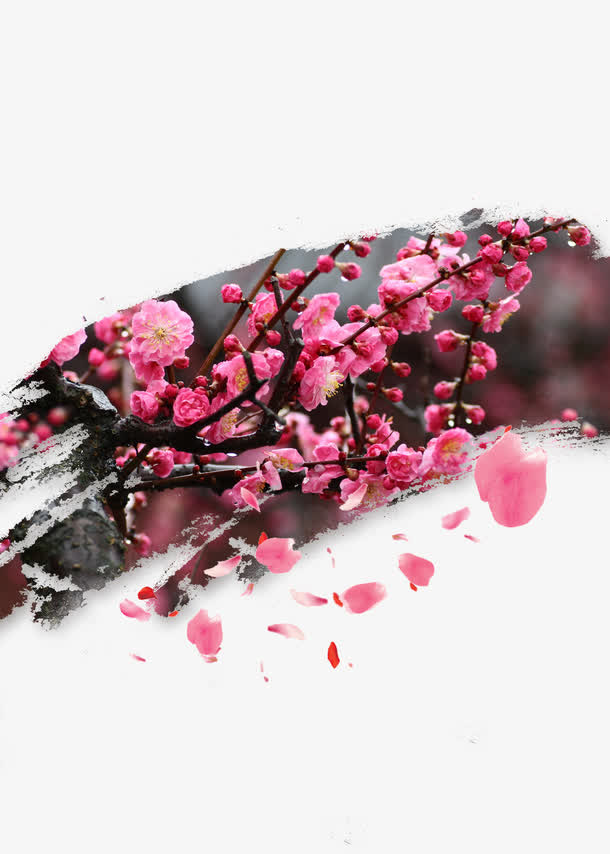 梅花免抠