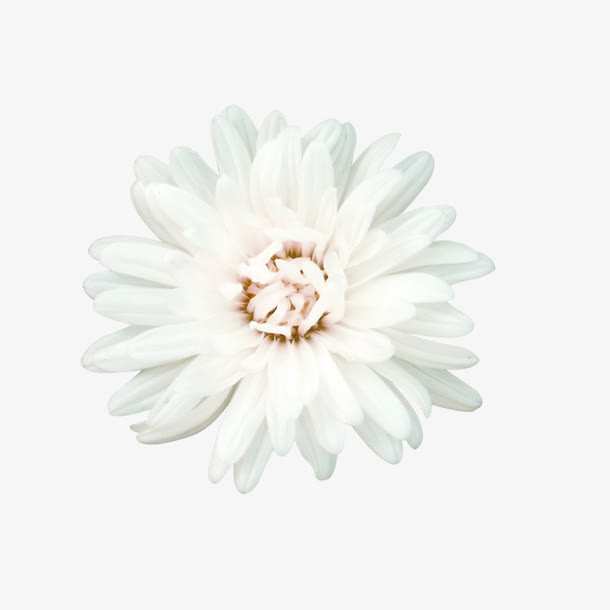 白色花朵免抠