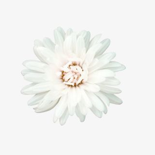 白色花朵免抠