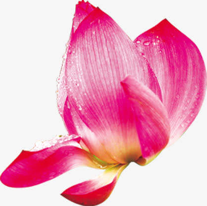 粉色荷花花瓣毛笔字素材免抠